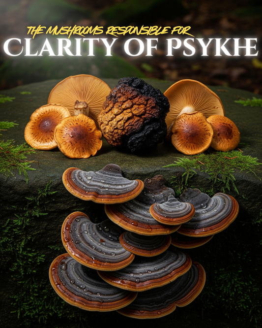 Meet the Mushrooms
